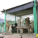 한수풀동물병원 | 제주에서 이효리 님과 함께! 내추럴발란스 블루엔젤봉사단 다녀왔어요 :)