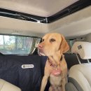 마이펫택시 이미지