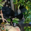 케익마을 이미지