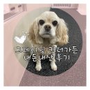 그레이닝 킨더가든 | 청담동 강아지 유치원 <그레이닝 킨더가든> 내돈내산 후기: 비용, 사회화 등