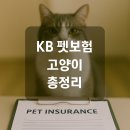 KB 펫보험 다이렉트 고양이 가집 전 꼭알아야 할 팁 - 후기와 보장 내용 정리