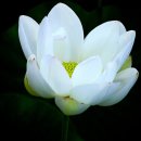 번암리 조천 연꽃공원2 이미지