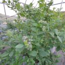 백일농장 이미지