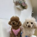 어썸 강아지 호텔 & 목욕 이미지