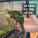 파충류샵알파 | 다흑 파충류샵 군포 더쥬 THE ZOO