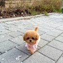 이정훈 강아지 이미지