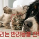 강아지와고양이 이미지