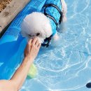 씨유세종연서빌리지점 | 레인바우 세종연서점 강아지수영장