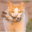 준동물병원 이미지