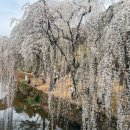 영산주 이미지