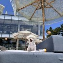 대포동-5 | 제주 서귀포 수영장 카페 바다다, 주차 대포주상절리 오션뷰 애견동반 후기