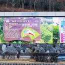 화랑유원지 제2주차장 Daum카페