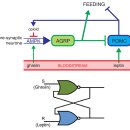 AMPK - a nutrient and energy sensor that maintains energy homeostasis 이미지
