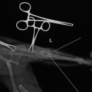 Dr.윤24시동물병원 이미지