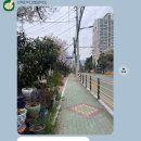 부산반려견스냅 산책간다고했잖아요 벚꽃 야외스냅 후기(날씨변수, 성공적)