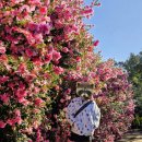 카멜리아플라워 | 카멜리아힐 2025.12.18 동백 개화 상황, 플라워카페 후기