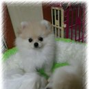 소미애견 농장 이미지