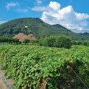 최부선농장 이미지