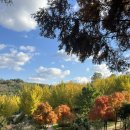 월매불닭발 용현점 | 단풍 구경갈래말래, 날씨 애매하긴 해