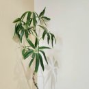 알리스테이 이미지