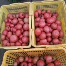 친환경 토마토 이미지