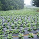 나비농장2 이미지