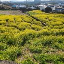 별방진 | 제주유채꽃명소, 별방진 유채꽃시즌 방문후기