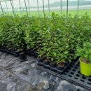 분꽃농장 이미지