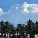 망고식당 | 다낭 신라모노그램 디럭스오션뷰 온수풀, 식당, 조식, 사우나, 망고빙수 내돈내산 솔직후기