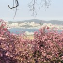 민주공원노동조합 | 부산 민주공원 겹벚꽃 명소 4월 부산가볼만한곳