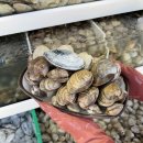 조개몽땅 이미지