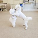 하이뭉치 유치원 이미지