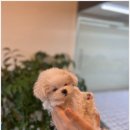 김해 강아지분양 고양이분양 도그하우스 대성점 이미지