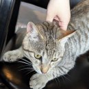 미소진호수펜션풀빌라 이미지