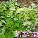 싱싱 파릇파릇 이미지