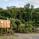 Cafe오름Jeju | 제주 구좌읍 스누피가든 완벽 가이드 | 수국 시즌 야외정원·입장료·주변 미식 여행코스 총정리