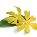 일랑일랑 이미지