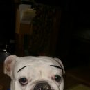 왔다만두 이미지