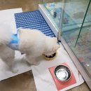 딱지애견샵 이미지