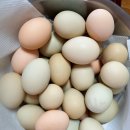 금옥농장 이미지