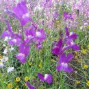 여름꽃농장 이미지