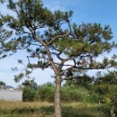 조형주유소 이미지