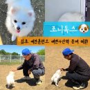 로젯펫 트레이닝 센터 | 김포 애견훈련소, 배변훈련 고민 해결 실마리 찾은 조니독스 후기