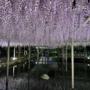등꽃 | 환상적인 등꽃의 향연, 쓰시마시 텐노가와 공원(天王川公園) '오와리 쓰시마 등꽃 축제' 완벽 후기
