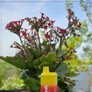 코리아(KOREA) 이미지