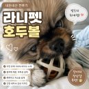 라니펫 | 강아지장난감 추천! 라니펫 호두볼 내돈내산 후기, 밤토리가 푹 빠졌어요