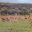 천일목장 이미지