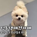 딩동댕 애견 카페 이미지