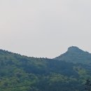 국사봉 곰취잎을 따서 이미지