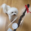 레오까까 이미지